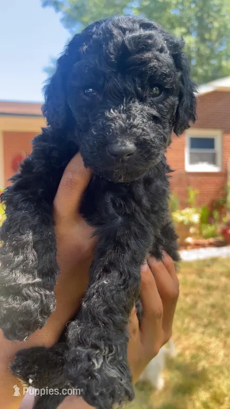Benson – Bordoodle puppy for sale in Morganton, NC