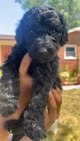 Benson, a male Bordoodle for sale in Morganton, NC – 1 of 3