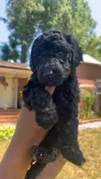 Benson, a male Bordoodle for sale in Morganton, NC – 3 of 3