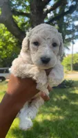 Ice bear, a male Bordoodle for sale in Morganton, NC – 3 of 3