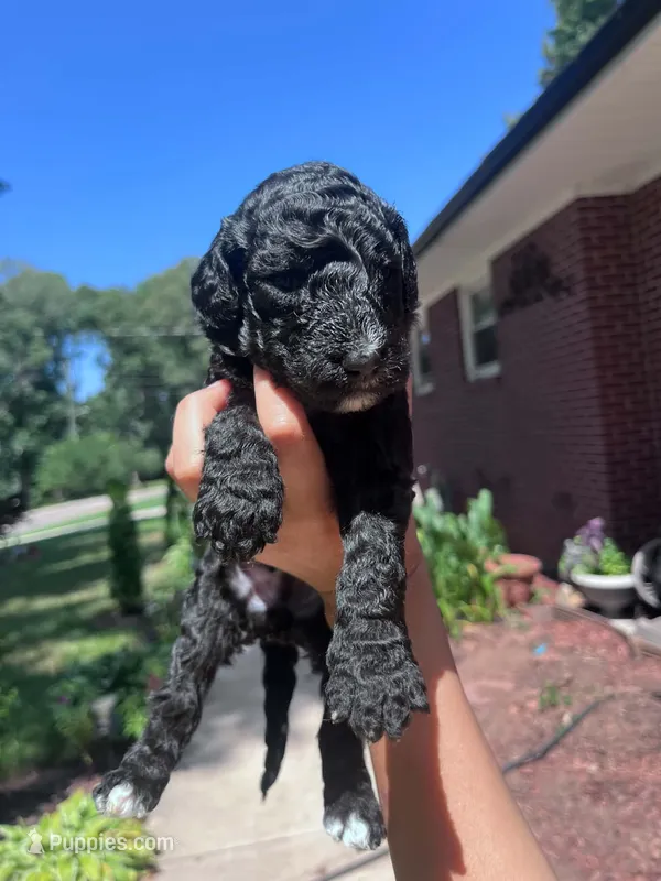 Shelly  – Bordoodle puppy for sale in Morganton, NC