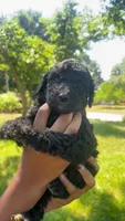 Garcello , a male Bordoodle for sale in Morganton, NC – 3 of 3