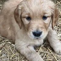 Sandy, a female Golden Retriever for sale in Clarkesville, GA – Photo 1 of 3