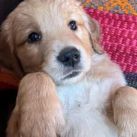 Sandy, a female Golden Retriever for sale in Clarkesville, GA – Photo 3 of 3