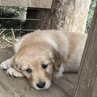 Sandy, a female Golden Retriever for sale in Clarkesville, GA – Photo 2 of 3