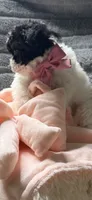 Prada, a female Poodle - Miniature  and Mal Shi for sale in Fate, TX – 7 of 9
