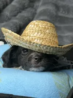 Matlock, a male Poodle - Miniature  and Mal Shi for sale in Fate, TX – 8 of 10
