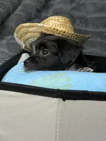 Matlock, a male Poodle - Miniature  and Mal Shi for sale in Fate, TX – 9 of 10