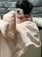 Prada, a female Poodle - Miniature  and Mal Shi for sale in Fate, TX – 5 of 9