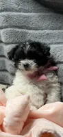 Prada, a female Poodle - Miniature  and Mal Shi for sale in Fate, TX – 8 of 9
