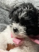 Prada, a female Poodle - Miniature  and Mal Shi for sale in Fate, TX – 2 of 9