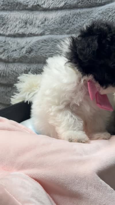 Matlock, a male Poodle - Miniature  and Mal Shi for sale in Fate, TX – 5 of 10