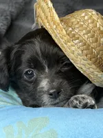 Matlock, a male Poodle - Miniature  and Mal Shi for sale in Fate, TX – 7 of 10