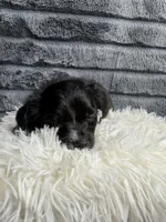 Max, a male Poodle - Miniature  and Mal Shi for sale in Fate, TX – 3 of 3