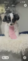 The Professor, a male Poodle - Miniature  and Mal Shi for sale in Fate, TX – 4 of 5