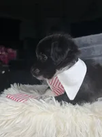 Max, a male Poodle - Miniature  and Mal Shi for sale in Fate, TX – 2 of 3