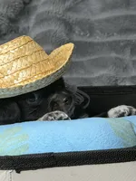 Matlock, a male Poodle - Miniature  and Mal Shi for sale in Fate, TX – 4 of 10