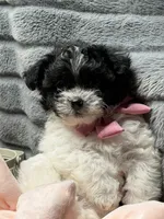 Prada, a female Poodle - Miniature  and Mal Shi for sale in Fate, TX – 4 of 9