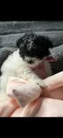Prada, a female Poodle - Miniature  and Mal Shi for sale in Fate, TX – 3 of 9