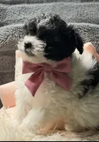 Prada, a female Poodle - Miniature  and Mal Shi for sale in Fate, TX – 1 of 9