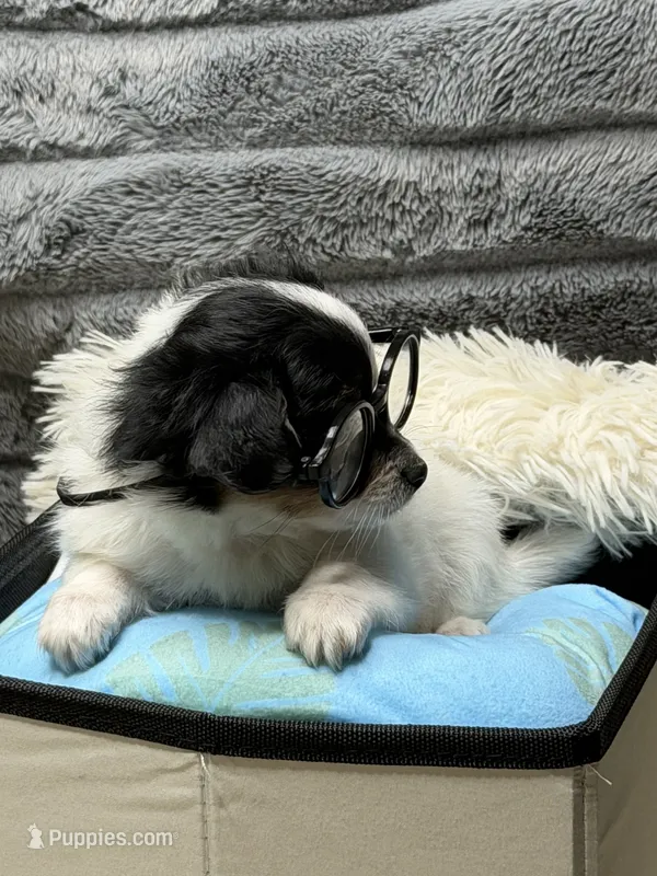 Harry – Poodle - Miniature , Mal Shi puppy for sale in Fate, TX