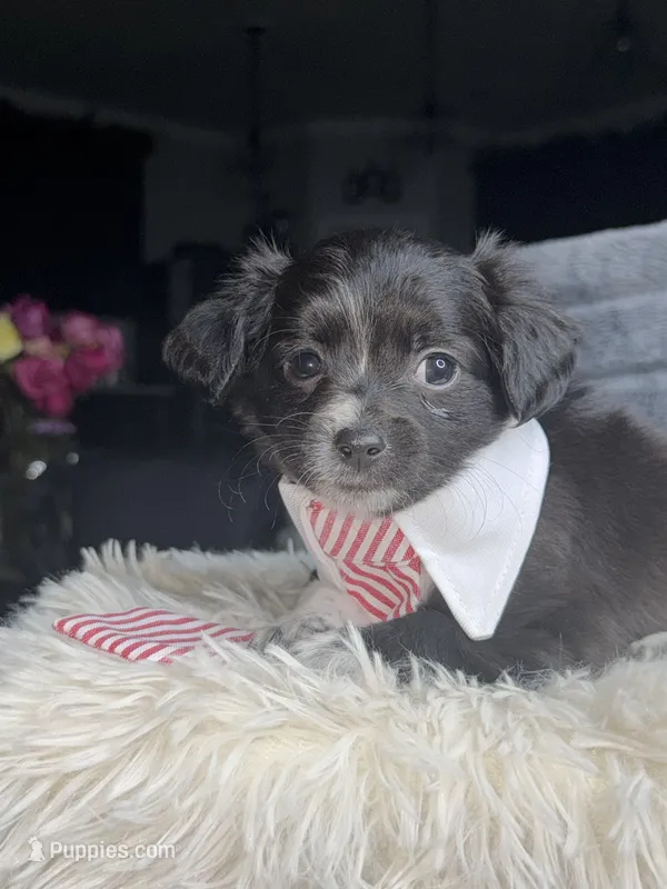 Max – Poodle - Miniature , Mal Shi puppy for sale in Fate, TX