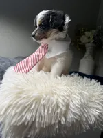 The Professor, a male Poodle - Miniature  and Mal Shi for sale in Fate, TX – 3 of 5