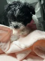 Matlock, a male Poodle - Miniature  and Mal Shi for sale in Fate, TX – 3 of 10