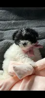 Prada, a female Poodle - Miniature  and Mal Shi for sale in Fate, TX – 6 of 9
