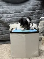 Harry, a male Poodle - Miniature  and Mal Shi for sale in Fate, TX – 7 of 8
