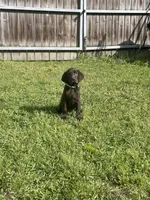 Chocolate Female- AKC(Teal), a female Labrador Retriever for sale in Harlem, GA – Photo 1 of 4