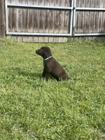 Chocolate Female- AKC(Teal), a female Labrador Retriever for sale in Harlem, GA – Photo 2 of 4