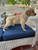 Green Male, a male Golden Retriever for sale in Dearing, GA – 3 of 5