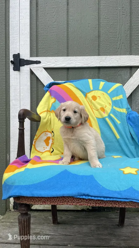 AKC Male-Orange – Golden Retriever puppy for sale in Dearing, GA