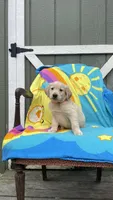 AKC Male-Orange, a male Golden Retriever for sale in Dearing, GA – 1 of 4