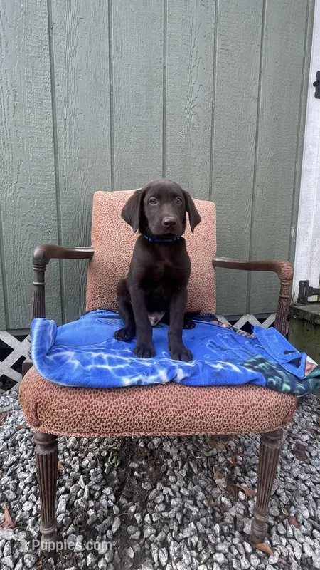 Male-chocolate AKC (Blue) – Labrador Retriever puppy for sale in Dearing, GA