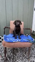 Male-chocolate AKC (Blue), a male Labrador Retriever for sale in Dearing, GA – 1 of 2