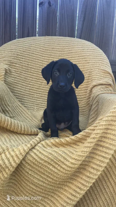 AKC Black Male(red) – Labrador Retriever puppy for sale in Dearing, GA