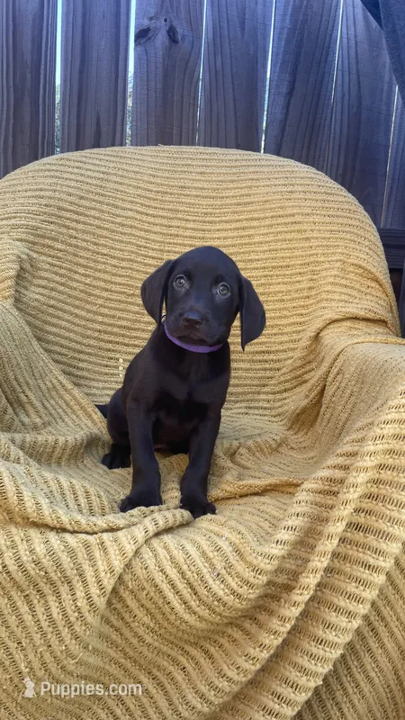AKC Chocolate Female(purple) – Labrador Retriever puppy for sale in Dearing, GA