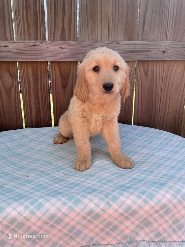 Red Male-AKC – Golden Retriever puppy for sale in Harlem, GA