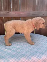 Red Male-AKC, a male Golden Retriever for sale in Harlem, GA – Photo 2 of 4