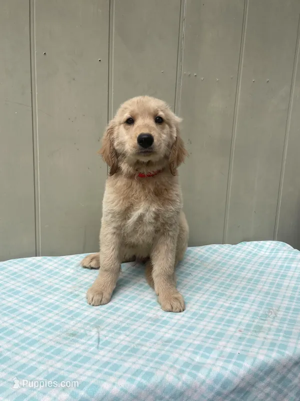 Red Male-AKC – Golden Retriever puppy for sale in Harlem, GA