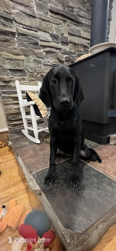 AKC Black Female  – Labrador Retriever puppy for sale in Dearing, GA