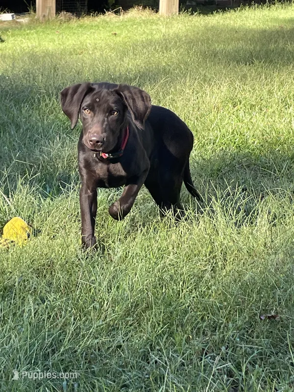 Chocolate Girl – Labrador Retriever puppy for sale in Dearing, GA