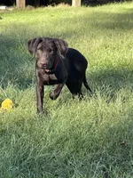 Chocolate Girl, a female Labrador Retriever for sale in Dearing, GA – 1 of 4