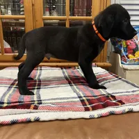 AKC orange male (black), a male Labrador Retriever for sale in Harlem, GA – Photo 4 of 6