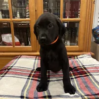 AKC orange male (black), a male Labrador Retriever for sale in Harlem, GA – Photo 3 of 6