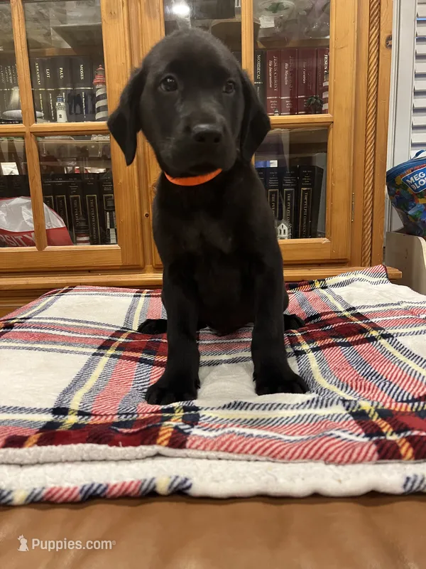 AKC orange male (black)