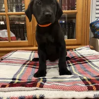 AKC orange male (black), a male Labrador Retriever for sale in Harlem, GA – Photo 1 of 6