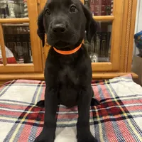 AKC orange male (black), a male Labrador Retriever for sale in Harlem, GA – Photo 2 of 6